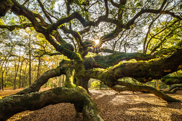 Angel Oak tree near Charleston