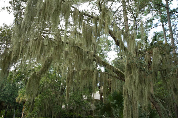 Spanish Moss Hanging from Live Oak, Hilton Head, South Carolina