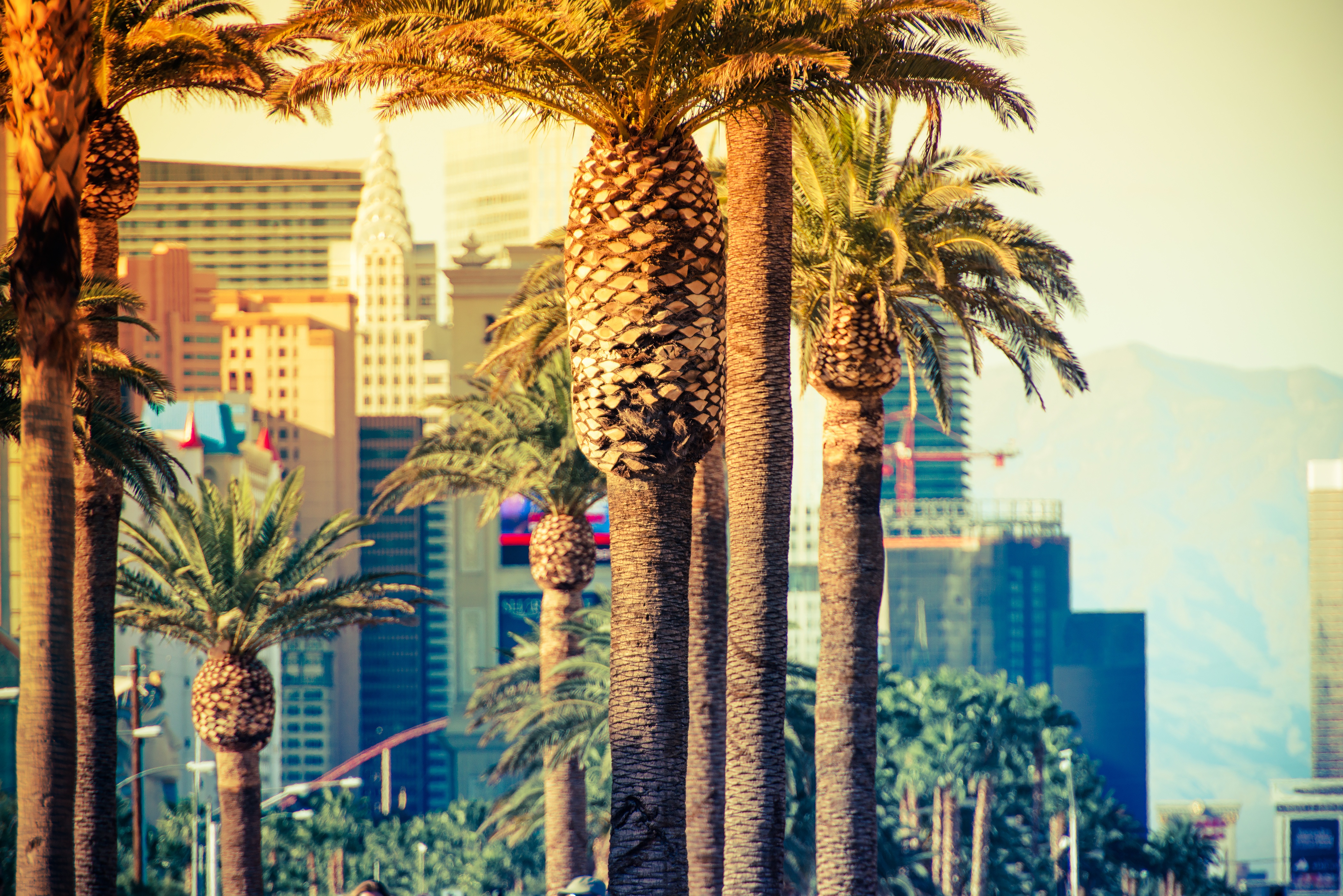 Las Vegas Strip Palms