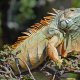 Green iguana at attention during mating season in Mexico.