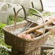 Basket of colonial garden tools